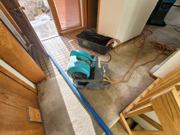 Best Mold removal after water damage  in St Anthony, ID