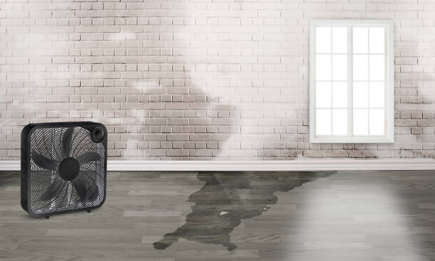 Best Water damage contractors near me  in St Anthony, ID